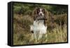 English Springer Spaniel Holding Grouse in Mouth-null-Framed Stretched Canvas