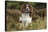 English Springer Spaniel Holding Grouse in Mouth-null-Stretched Canvas