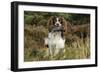 English Springer Spaniel Holding Grouse in Mouth-null-Framed Photographic Print