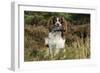 English Springer Spaniel Holding Grouse in Mouth-null-Framed Photographic Print