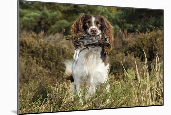 English Springer Spaniel Holding Grouse in Mouth-null-Mounted Photographic Print