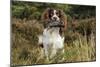 English Springer Spaniel Holding Grouse in Mouth-null-Mounted Photographic Print