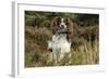 English Springer Spaniel Holding Grouse in Mouth-null-Framed Photographic Print