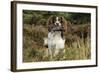 English Springer Spaniel Holding Grouse in Mouth-null-Framed Photographic Print