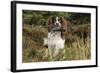 English Springer Spaniel Holding Grouse in Mouth-null-Framed Photographic Print