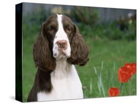 English Springer Spaniel, Illinois, USA-Lynn M. Stone-Stretched Canvas