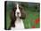 English Springer Spaniel, Illinois, USA-Lynn M. Stone-Stretched Canvas