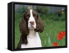 English Springer Spaniel, Illinois, USA-Lynn M. Stone-Framed Stretched Canvas