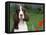 English Springer Spaniel, Illinois, USA-Lynn M. Stone-Framed Stretched Canvas