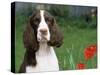 English Springer Spaniel, Illinois, USA-Lynn M. Stone-Stretched Canvas