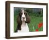 English Springer Spaniel, Illinois, USA-Lynn M. Stone-Framed Premium Photographic Print