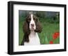 English Springer Spaniel, Illinois, USA-Lynn M. Stone-Framed Premium Photographic Print