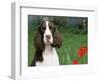 English Springer Spaniel, Illinois, USA-Lynn M. Stone-Framed Premium Photographic Print