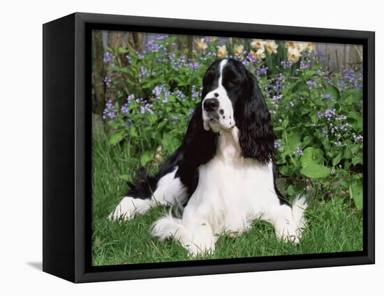 English Springer Spaniel, Illinois, USA-Lynn M. Stone-Framed Stretched Canvas