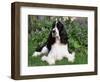 English Springer Spaniel, Illinois, USA-Lynn M. Stone-Framed Premium Photographic Print