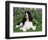 English Springer Spaniel, Illinois, USA-Lynn M. Stone-Framed Premium Photographic Print