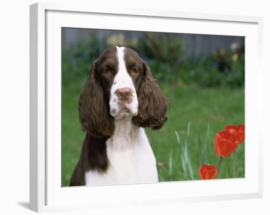 English Springer Spaniel, Illinois, USA-Lynn M. Stone-Framed Photographic Print