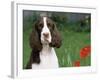 English Springer Spaniel, Illinois, USA-Lynn M. Stone-Framed Photographic Print