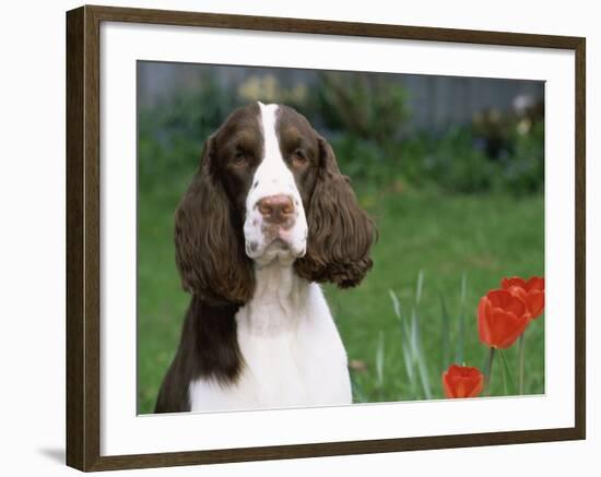 English Springer Spaniel, Illinois, USA-Lynn M. Stone-Framed Photographic Print