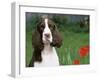 English Springer Spaniel, Illinois, USA-Lynn M. Stone-Framed Photographic Print