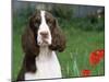 English Springer Spaniel, Illinois, USA-Lynn M. Stone-Mounted Photographic Print