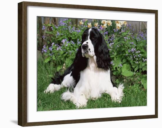 English Springer Spaniel, Illinois, USA-Lynn M. Stone-Framed Photographic Print