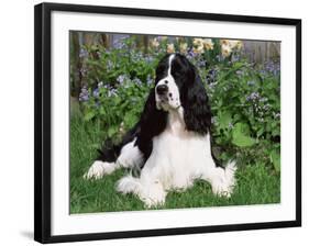 English Springer Spaniel, Illinois, USA-Lynn M. Stone-Framed Photographic Print