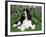 English Springer Spaniel, Illinois, USA-Lynn M. Stone-Framed Photographic Print