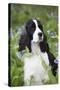 English Springer Spaniel in Bluebells (Aka Virginia Cowslip), Rockton, Illinois, USA-Lynn M^ Stone-Stretched Canvas