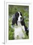 English Springer Spaniel in Bluebells (Aka Virginia Cowslip), Rockton, Illinois, USA-Lynn M^ Stone-Framed Premium Photographic Print