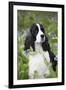 English Springer Spaniel in Bluebells (Aka Virginia Cowslip), Rockton, Illinois, USA-Lynn M^ Stone-Framed Premium Photographic Print