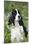 English Springer Spaniel in Bluebells (Aka Virginia Cowslip), Rockton, Illinois, USA-Lynn M^ Stone-Mounted Premium Photographic Print