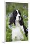 English Springer Spaniel in Bluebells (Aka Virginia Cowslip), Rockton, Illinois, USA-Lynn M^ Stone-Framed Premium Photographic Print