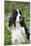 English Springer Spaniel in Bluebells (Aka Virginia Cowslip), Rockton, Illinois, USA-Lynn M^ Stone-Mounted Premium Photographic Print