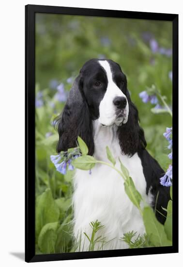 English Springer Spaniel in Bluebells (Aka Virginia Cowslip), Rockton, Illinois, USA-Lynn M^ Stone-Framed Premium Photographic Print