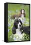 English Springer Spaniel in Bluebells (Aka Virginia Cowslip), Rockton, Illinois, USA-Lynn M^ Stone-Framed Stretched Canvas