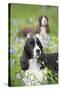 English Springer Spaniel in Bluebells (Aka Virginia Cowslip), Rockton, Illinois, USA-Lynn M^ Stone-Stretched Canvas