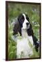 English Springer Spaniel in Bluebells (Aka Virginia Cowslip), Rockton, Illinois, USA-Lynn M^ Stone-Framed Photographic Print