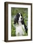 English Springer Spaniel in Bluebells (Aka Virginia Cowslip), Rockton, Illinois, USA-Lynn M^ Stone-Framed Photographic Print