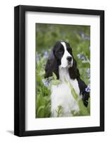 English Springer Spaniel in Bluebells (Aka Virginia Cowslip), Rockton, Illinois, USA-Lynn M^ Stone-Framed Photographic Print