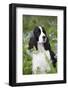 English Springer Spaniel in Bluebells (Aka Virginia Cowslip), Rockton, Illinois, USA-Lynn M^ Stone-Framed Photographic Print