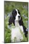 English Springer Spaniel in Bluebells (Aka Virginia Cowslip), Rockton, Illinois, USA-Lynn M^ Stone-Mounted Photographic Print