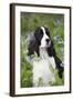 English Springer Spaniel in Bluebells (Aka Virginia Cowslip), Rockton, Illinois, USA-Lynn M^ Stone-Framed Photographic Print