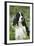 English Springer Spaniel in Bluebells (Aka Virginia Cowslip), Rockton, Illinois, USA-Lynn M^ Stone-Framed Photographic Print