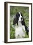 English Springer Spaniel in Bluebells (Aka Virginia Cowslip), Rockton, Illinois, USA-Lynn M^ Stone-Framed Photographic Print