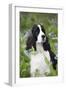 English Springer Spaniel in Bluebells (Aka Virginia Cowslip), Rockton, Illinois, USA-Lynn M^ Stone-Framed Photographic Print