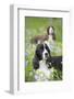 English Springer Spaniel in Bluebells (Aka Virginia Cowslip), Rockton, Illinois, USA-Lynn M^ Stone-Framed Photographic Print