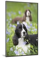 English Springer Spaniel in Bluebells (Aka Virginia Cowslip), Rockton, Illinois, USA-Lynn M^ Stone-Mounted Photographic Print