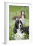 English Springer Spaniel in Bluebells (Aka Virginia Cowslip), Rockton, Illinois, USA-Lynn M^ Stone-Framed Photographic Print