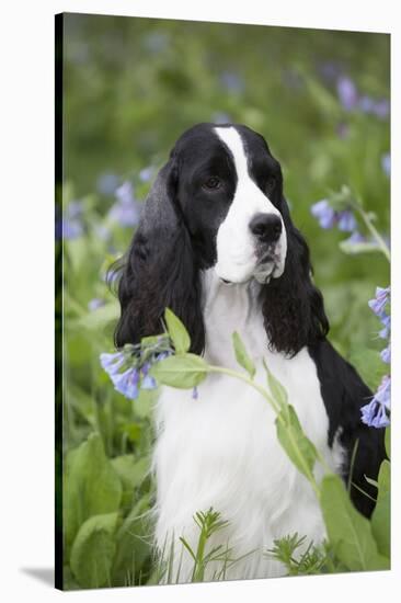 English Springer Spaniel in Bluebells (Aka Virginia Cowslip), Rockton, Illinois, USA-Lynn M^ Stone-Stretched Canvas